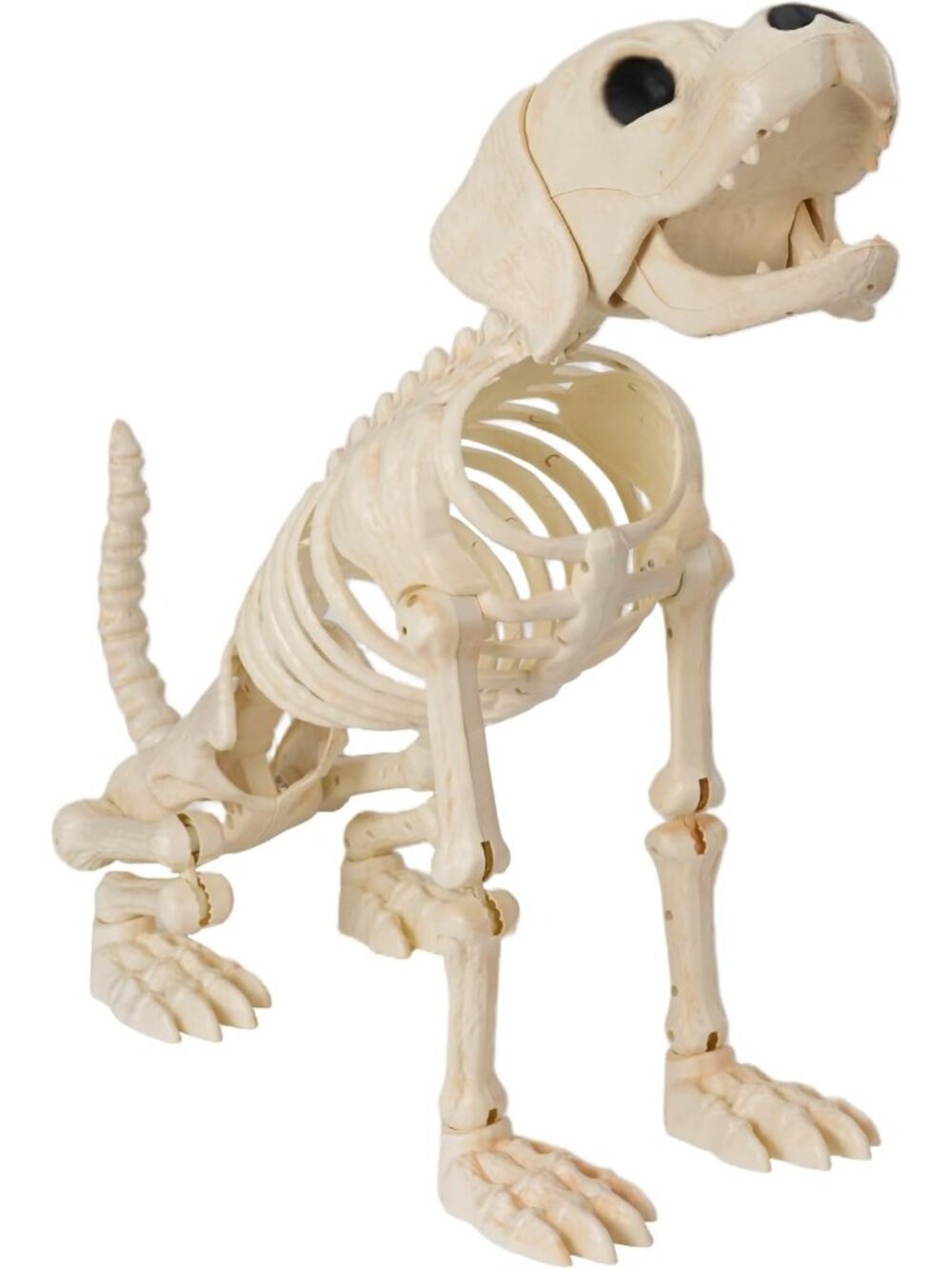 Halloween Dog Skeleton - 34” Golden Retriever with Movable Joints for Spooky